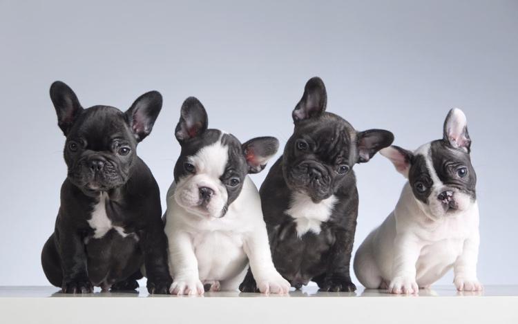 French Bulldog
