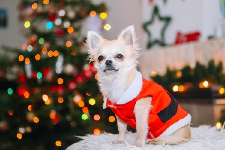 Chihuahua