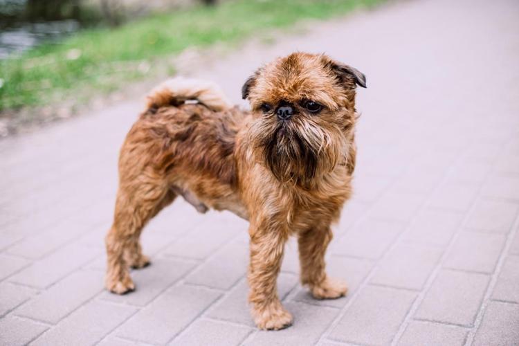 Brussels Griffon