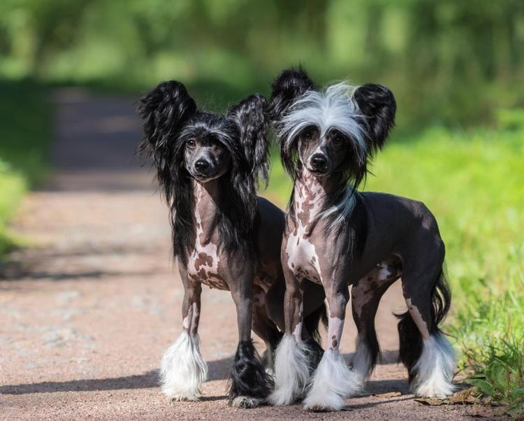 Chinese Crested