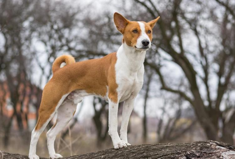 Basenji