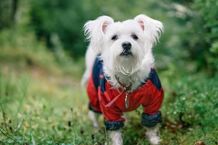 Coton De Tulear