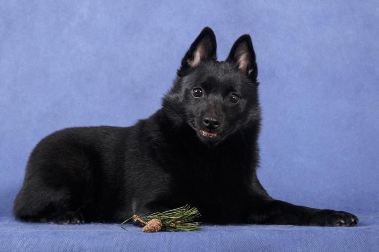 Schipperke