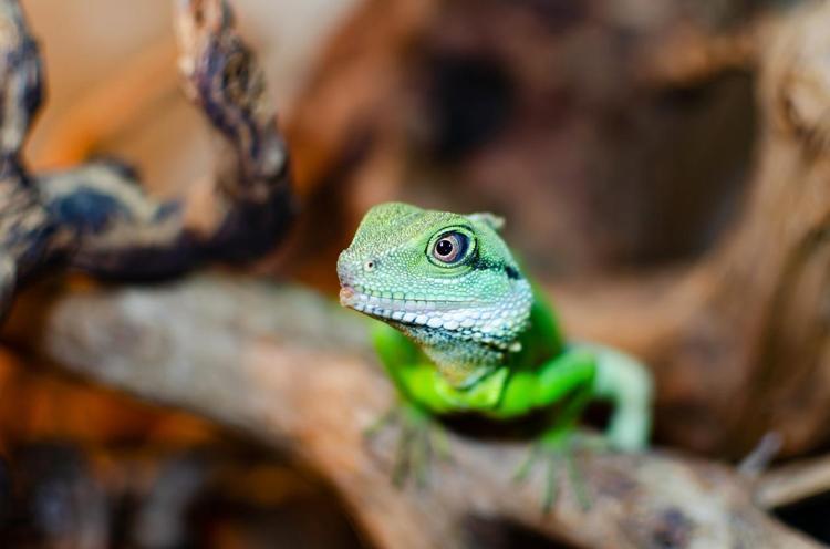 İguana evde beslenir mi İguana bakımı, beslenmesi ve özellikleri