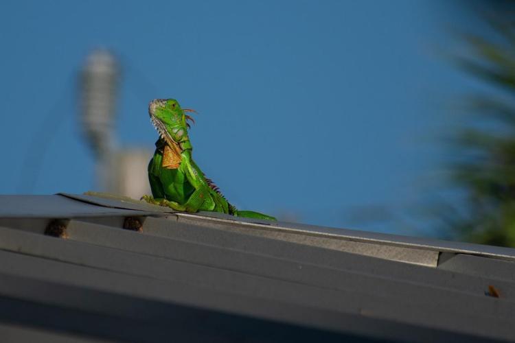 İguana özellikleri