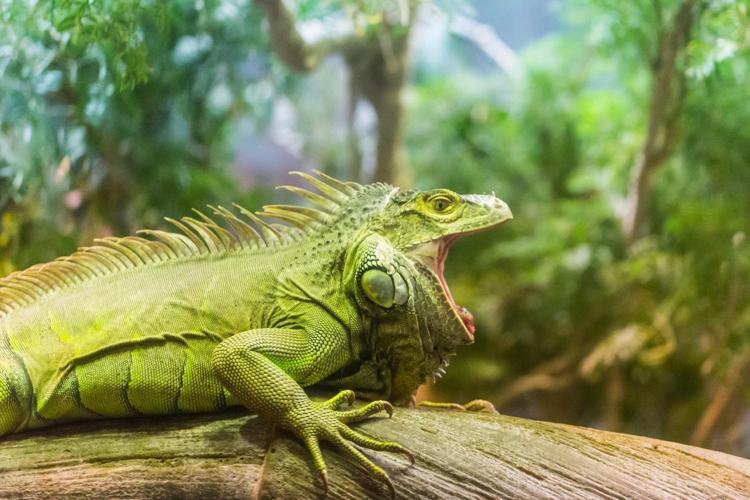 Evde iguana bakımında dikkat edilecek noktalar