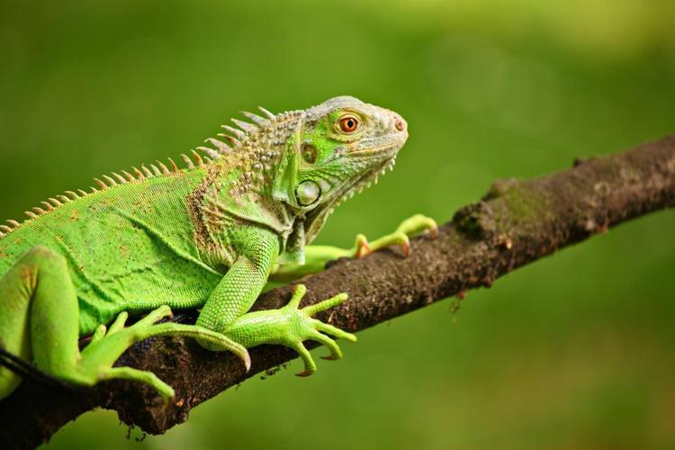İguana evde beslenir mi İguana bakımı, beslenmesi ve özellikleri