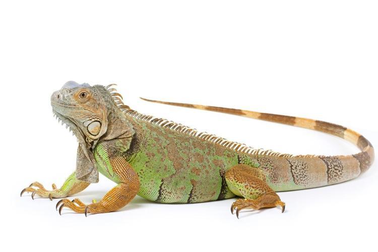 İguana zehirli mi