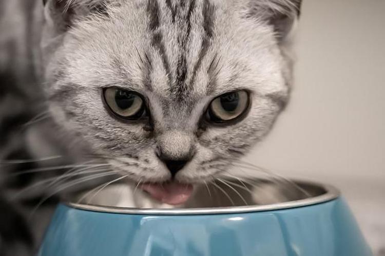 Bu araştırma kedi sahiplerini şaşırtabilir