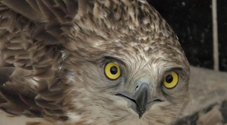 Yaban hayvanları Karsta şifa buluyor