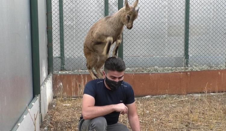 Kurtların insan kokusuna alışmaması lazım