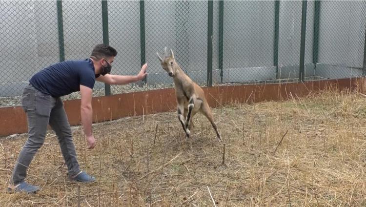 2020 yılında 200 yaban hayvanı tedavi edildi