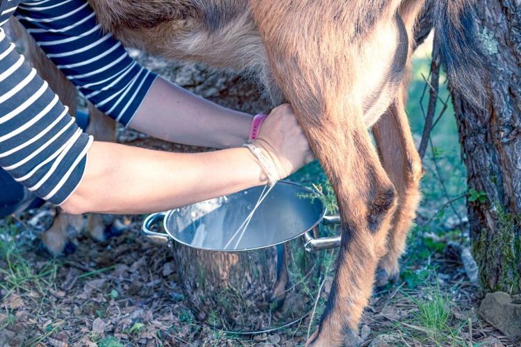 Keçi sütünde corona virüse karşı etkili protein bulundu