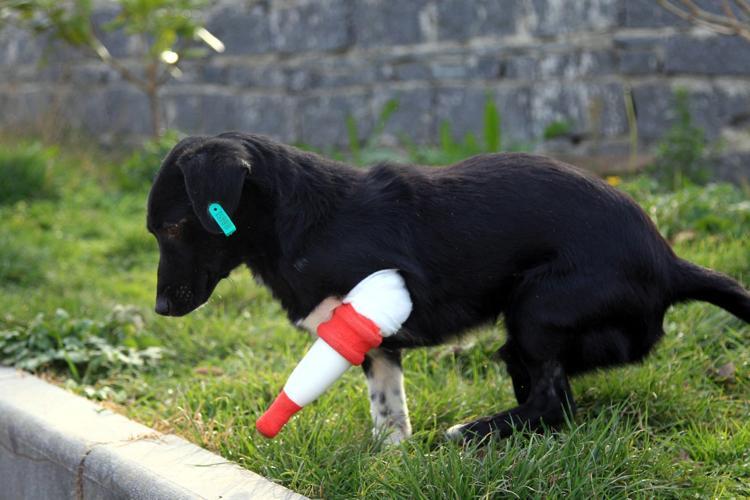 Bacağını kaybeden köpek Jacke 3D yazıcıdan protez yaptılar