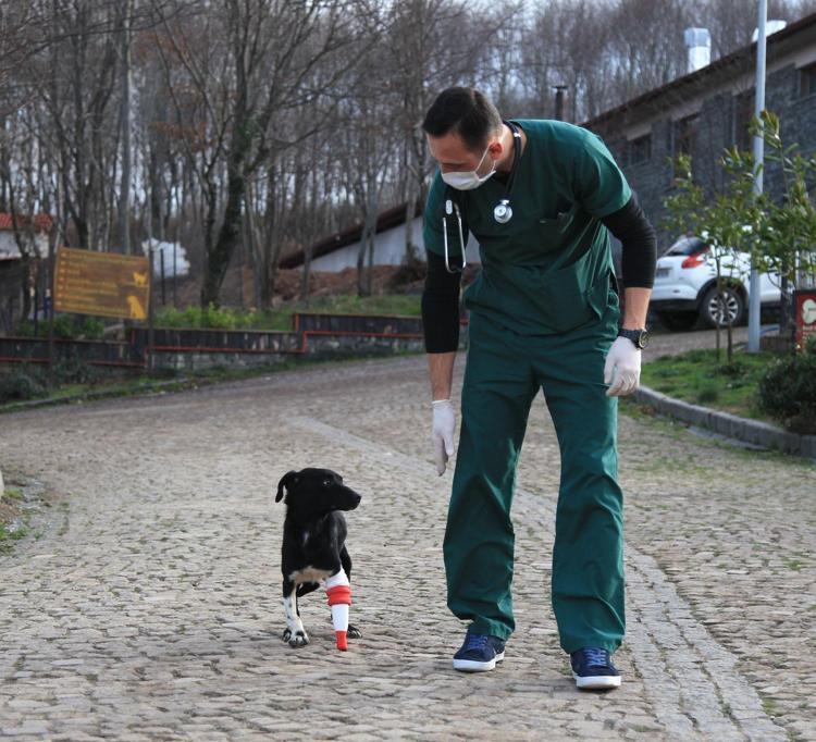 Bacağını kaybeden köpek Jacke 3D yazıcıdan protez yaptılar
