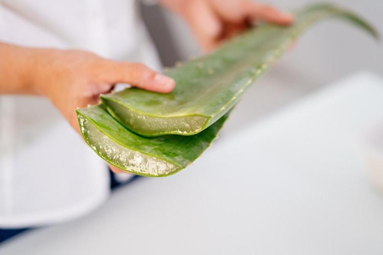 Aloe verann faydalar nelerdir? Aloe vera nasl kullanlr? Aloe vera ne ie  yarar? - Beden Sal