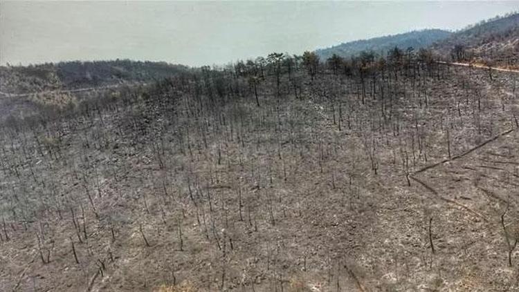 Son dakika:  Bodrum ve Milas yangınının ardından yürek yakan görüntüler