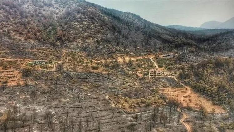 Son dakika:  Bodrum ve Milas yangınının ardından yürek yakan görüntüler