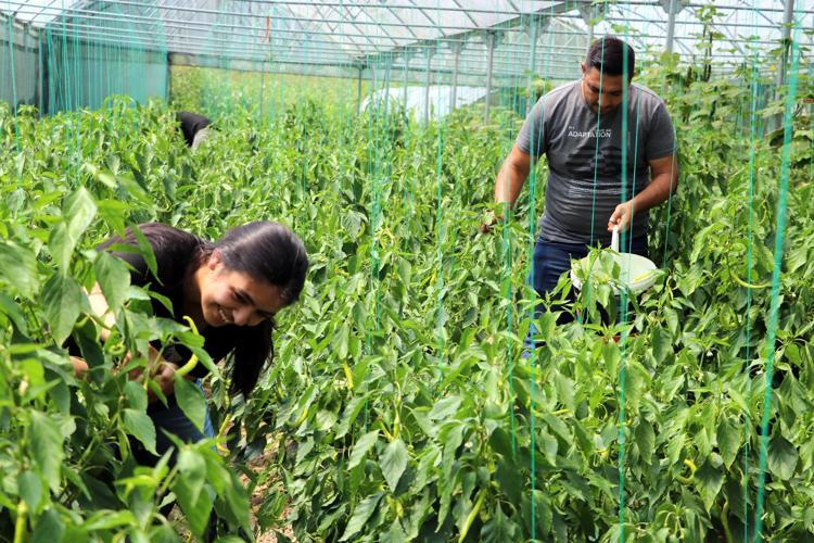 Güzellik uzmanıydı, işini bırakıp çiftçi oldu Siparişlere yetişemiyor