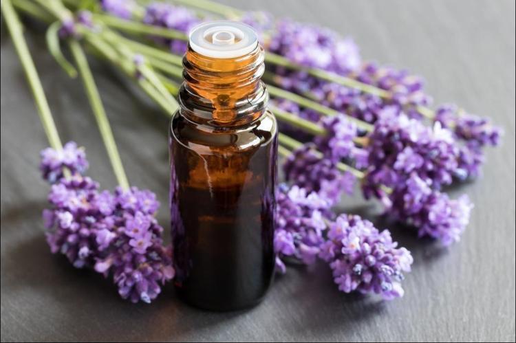 Adanada lavanta yağının kilosunu 100 Euro’ya satıyor