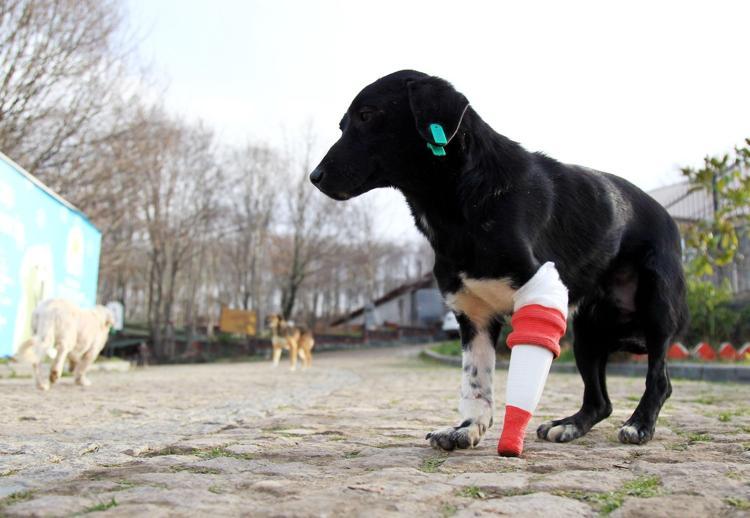 Bacağını kaybeden köpek Jacke 3D yazıcıdan protez yaptılar