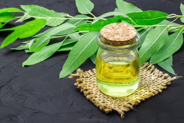 Antiviral etkisi olan okaliptus ve limon yağının Covid-19a karşı koruyuculuğu kanıtlandı