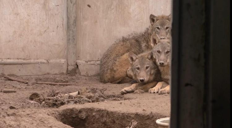 Yaban hayvanları Karsta şifa buluyor