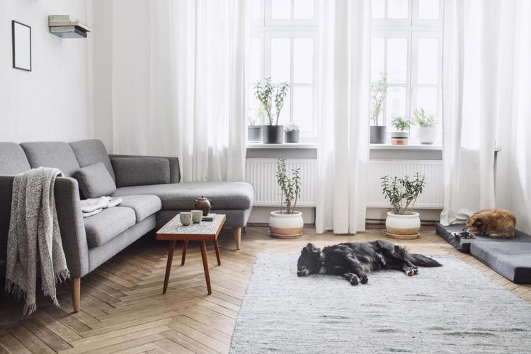 Apartmanda rahatlıkla besleyebileceğiniz 25 köpek cinsi