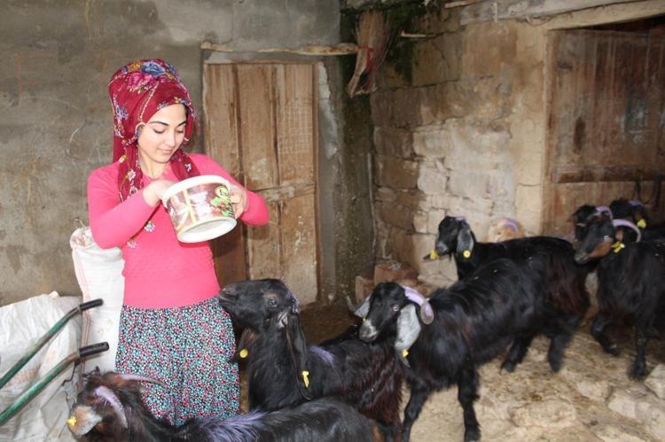 Devlet desteğiyle hayvancılık yapıyor