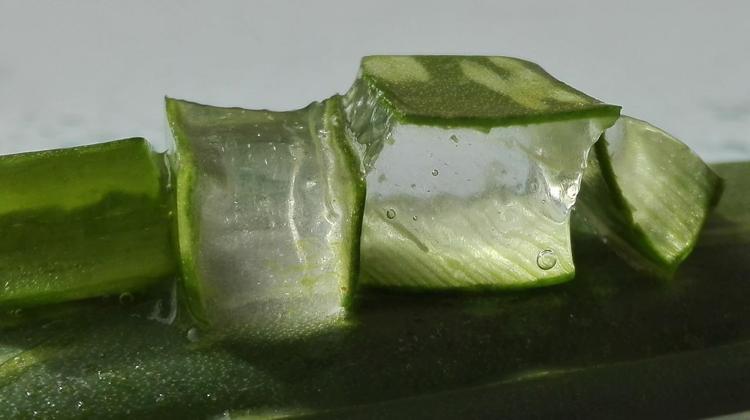Aloe vera ay ile kilo verin - Egzersiz Diyet Haberleri