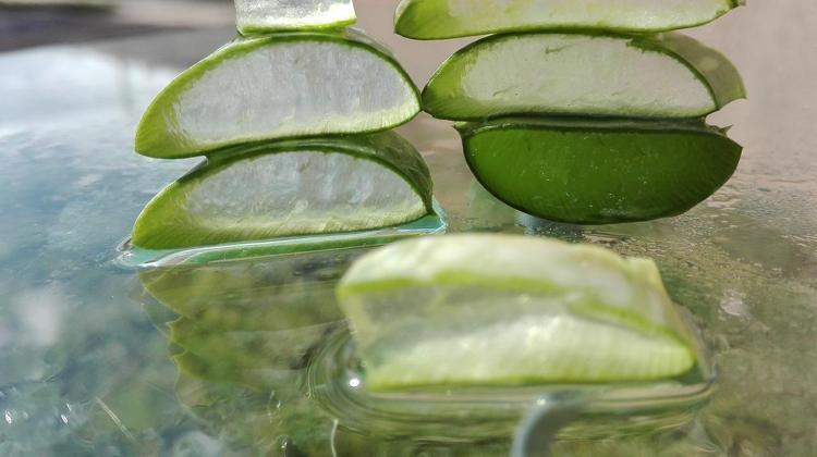 aloe agave Shop 'Century Plant - Agave Americana' Care and Growing Guide