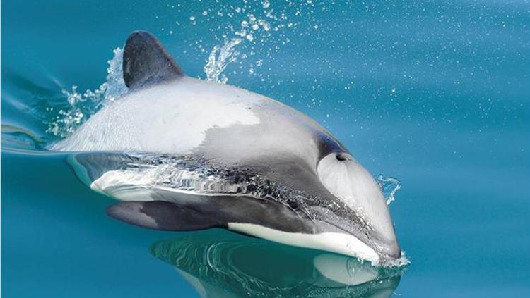 Dünyanın en nadide yunus türünden sadece 50 tane kaldı