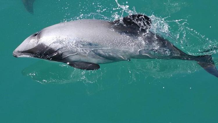 Dünyanın en nadide yunus türünden sadece 50 tane kaldı