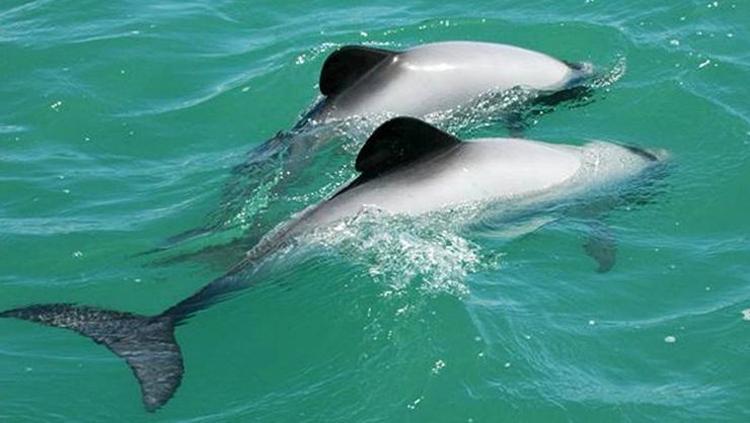 Dünyanın en nadide yunus türünden sadece 50 tane kaldı
