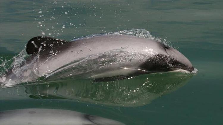 Dünyanın en nadide yunus türünden sadece 50 tane kaldı