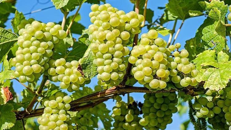 Dünyanın en uzun yaşayan insanlarının diyet sırları açıklandı