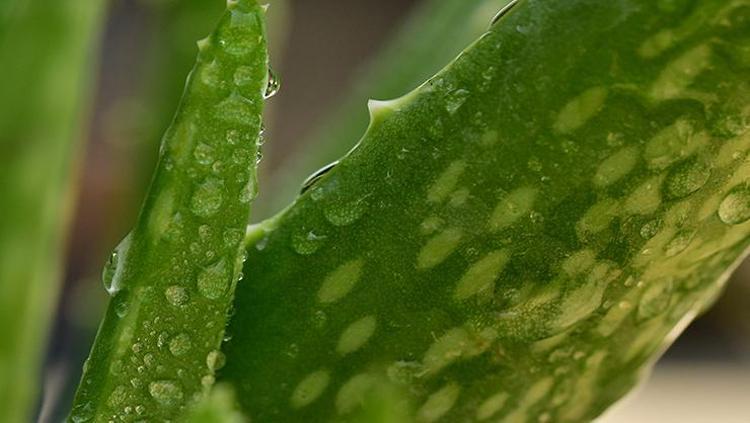 Aloe vera suyu imenin mucizevi etkileri - Egzersiz Diyet Haberleri