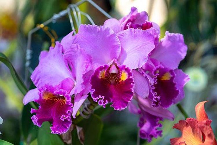 Solan orkideyi canlandıran ilginç yöntem