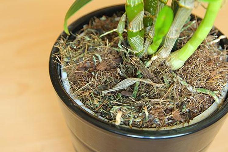 Orkide çiçeği tekrar nasıl canlandırılır