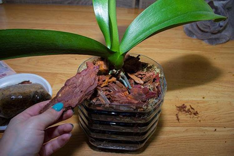 Solan orkideyi canlandıran ilginç yöntem