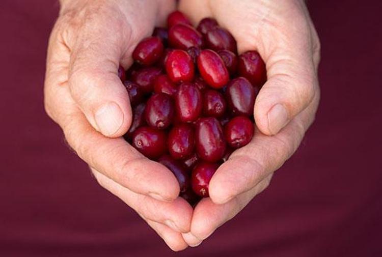 Günde 1 fincan yetiyor Zehir gibi hafızanın ilacı