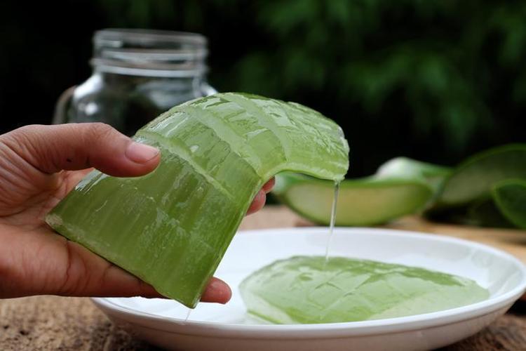 ALOE VERA