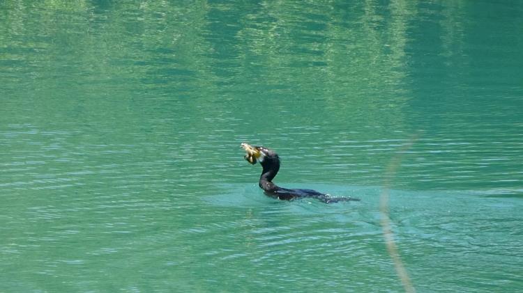 Manavgat Irmağı’nda balıkçıl ile yılan balığının mücadelesi