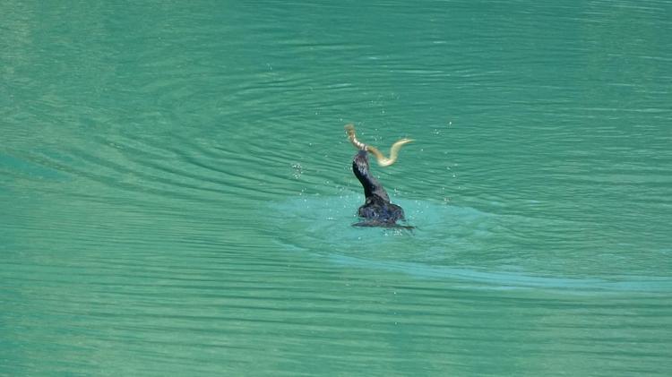 Manavgat Irmağı’nda balıkçıl ile yılan balığının mücadelesi