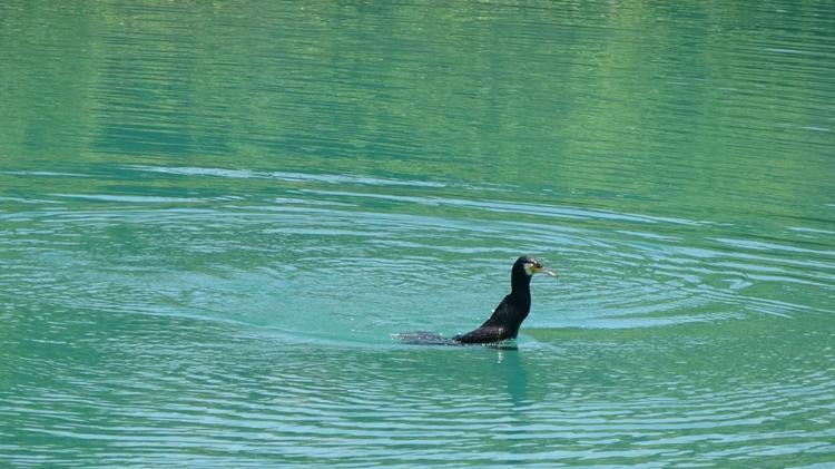 Manavgat Irmağı’nda balıkçıl ile yılan balığının mücadelesi