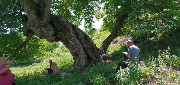 Böylesi görülmedi Bu ceviz ağacının gövde çapı 9 metre 22 cm