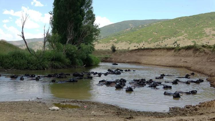 Burası Serengeti değil Türkiye Afrikayı andıran görüntüler