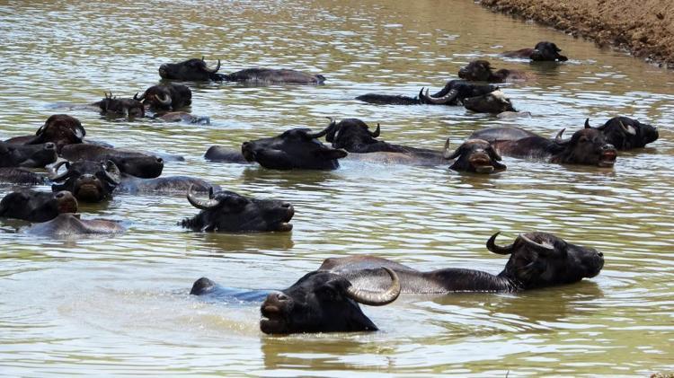 Burası Serengeti değil Türkiye Afrikayı andıran görüntüler