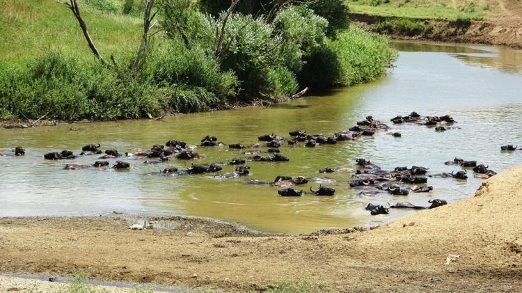 Burası Serengeti değil Türkiye Afrikayı andıran görüntüler