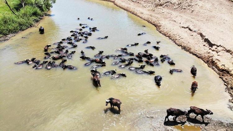 Muş’ta belgeselleri aratmayan görüntü